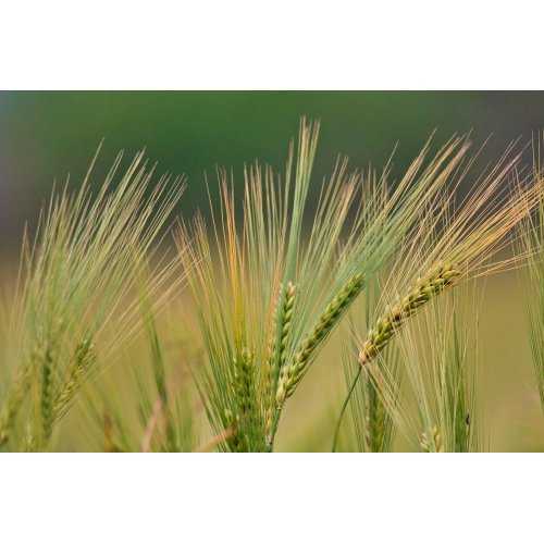 HORDEUM VULGARE tincture | Barley ayurvedic...