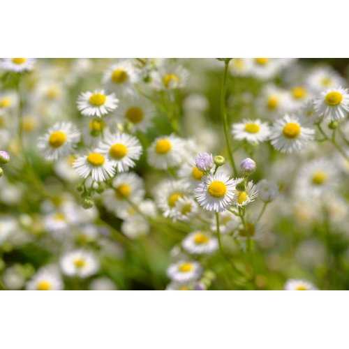 MATRICARIA CHAMOMILLA tincture | Common...