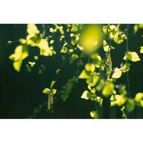 POPULUS TREMULA Tinktur | Espe Zitterpappel Bio...