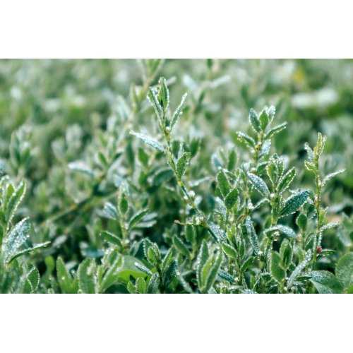 POLYGONUM AVICULARE Tinktur | Vogelknöterich...