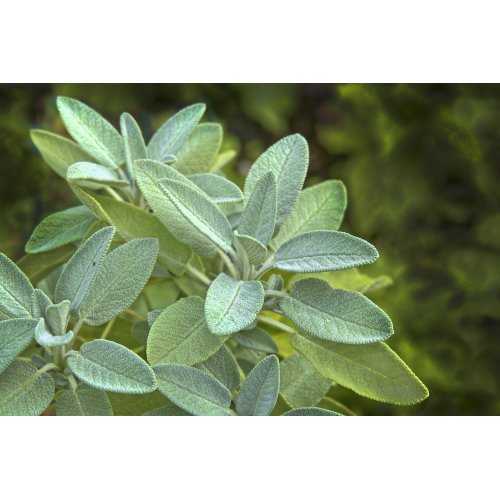 SALVIA OFFICINALIS Tinktur | Echter Salbei Bio...