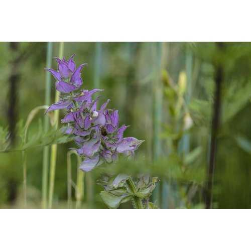 SALVIA SCLAREA tintura | Salvia Moscatella...