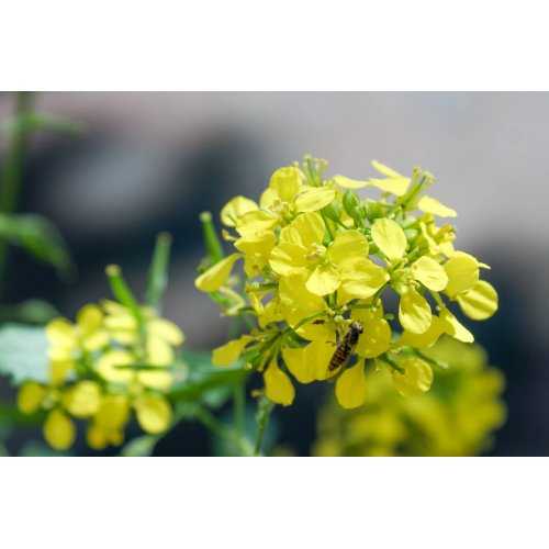 SINAPIS ALBA tincture | White Mustard organic...