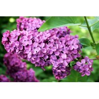 SYRINGA VULGARIS Tinktur | Gemeiner Flieder Bio Urtinktur...