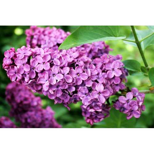 SYRINGA VULGARIS tincture | Common Lilac...