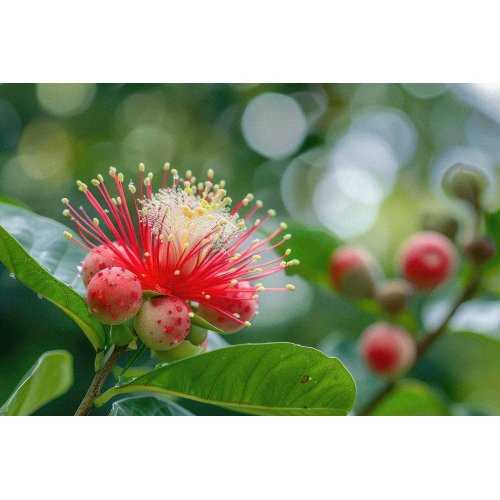 SYZYGIUM JAMBOS Tinktur | Rosenapfel...