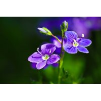 VERONICA OFFICINALIS tincture | Heath Speedwell Gypsyweed...