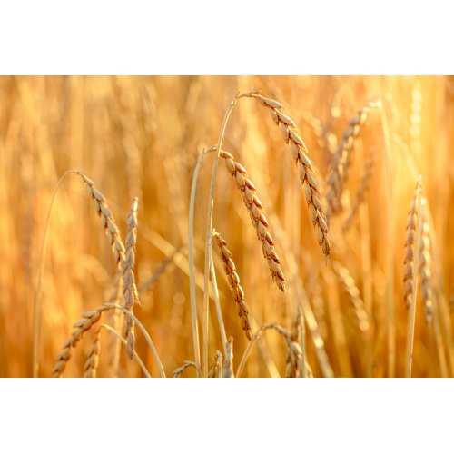 TRITICUM SPELTA Tinktur | Spelz Dinkel-Weizen...