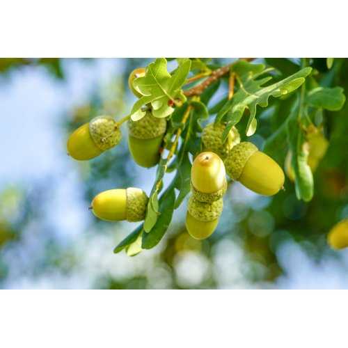 QUERCUS ROBUR Tinktur | Stieleiche Bio...