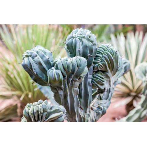 MYRTILLOCACTUS GEOMETRIZANS Tinktur |...