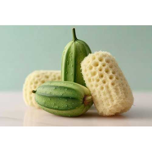 LUFFA OPERCULATA tintura | Frutto di Spugna di...