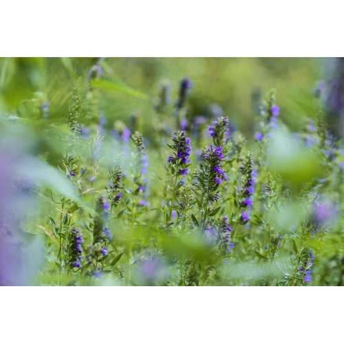 HYSSOPUS OFFICINALIS tintura | Issopo...