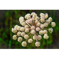 ANGELICA ARCHANGELICA tincture | Wild Celery Norwegian...
