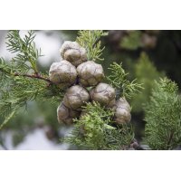CUPRESSUS SEMPERVIRENS tincture | Italian Mediterranean...