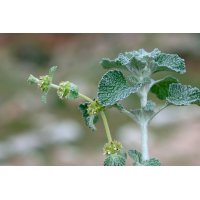 MARRUBIUM VULGARE tincture | Italian Mediterranean...