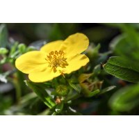 POTENTILLA ERECTA tincture | Erect Cinquefoil Tormentil...
