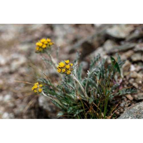 ARTEMISIA GLACIALIS tincture | Glacier Wormwood officinal tincture as natural medicine drops or spray