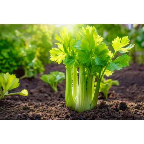 APIUM GRAVEOLENS RAPACEUM tincture | Celeriac Celery Root ayurvedic officinal tincture as natural medicine drops or spray