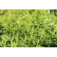 ARTEMISIA ABROTANUM Tinktur | Eberraute Bio offizinale...
