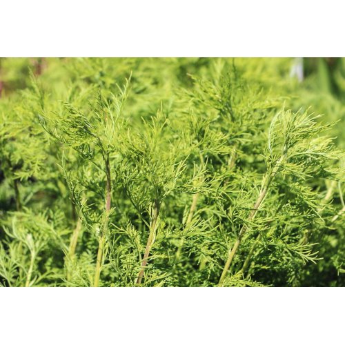 ARTEMISIA ABROTANUM Tinktur | Eberraute Bio...