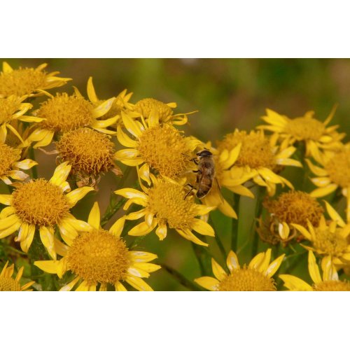 ARNICA MONTANA tincture | Mountain Arnica...