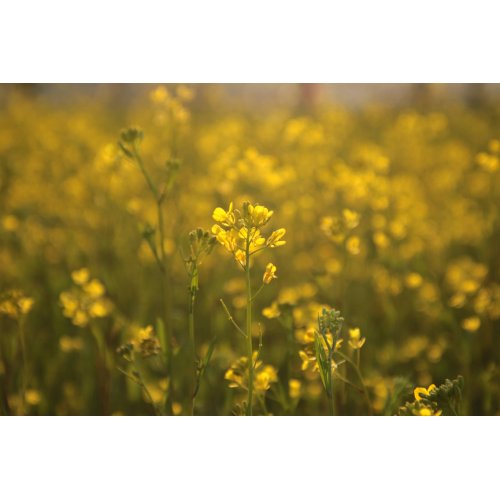 BRASSICA NAPUS tintura | Colza bio tintura...