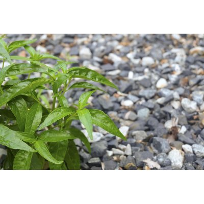 ANDROGRAPHIS PANICULATA ANDROGRAPHIS PANICULATA