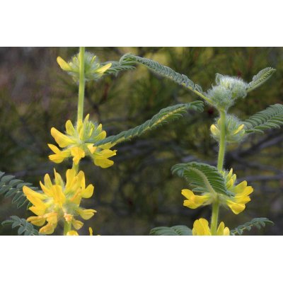 ASTRAGALUS MEMBRANACEUS tincture | Mongolian Milkvetch Huang Qi organic adaptogen tincture as natural medicine drops or spray