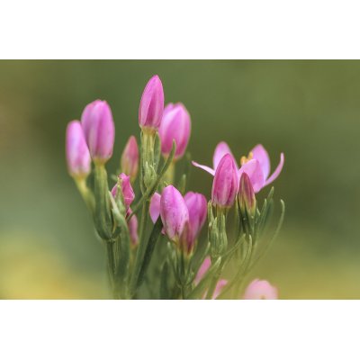 CENTAURIUM ERYTHRAEA tintura | Centaurea Minore tintura madre ayurvedica per fitoterapia gocce o spray