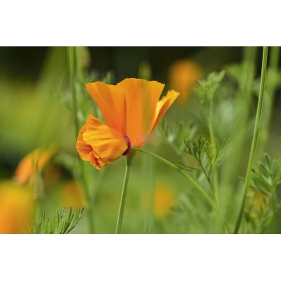ESCHSCHOLZIA CALIFORNICA ESCHSCHOLZIA CALIFORNICA