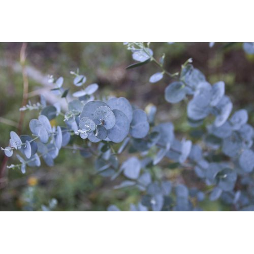 EUCALYPTUS GLOBULUS tincture | Southern Blue...