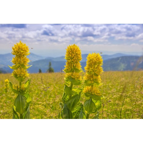 GENTIANA LUTEA