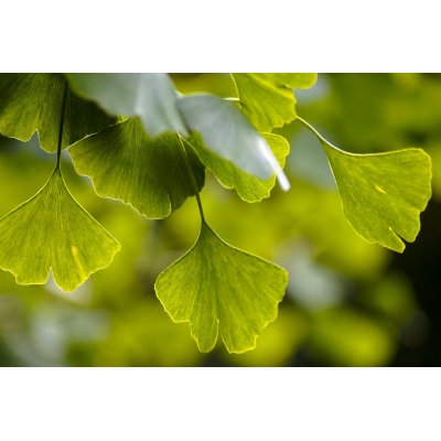 GINKGO BILOBA tincture | Ginkgo organic ayurvedic adaptogen mother tincture as natural medicine drops or spray