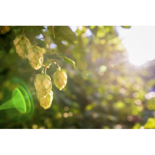 HUMULUS LUPULUS tintura | Luppolo bio tintura...