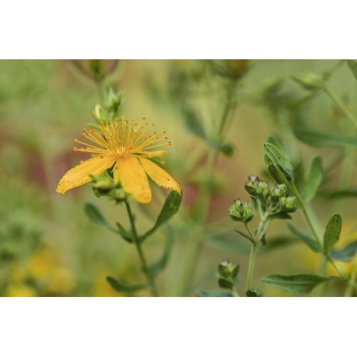 HYPERICUM PERFORATUM tintura | Iperico bio...