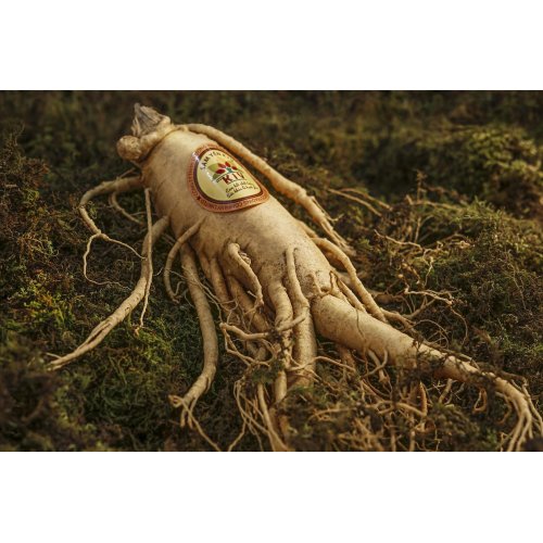 PANAX GINSENG tintura | Ginseng Coreano Bianco...