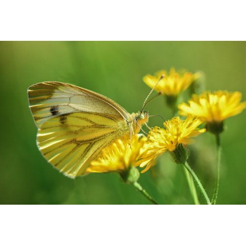 TARAXACUM OFFICINALE tintura | Tarassaco bio...