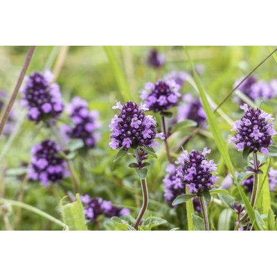 THYMUS VULGARIS tintura | Timo bio tintura madre ayurvedica per fitoterapia gocce o spray