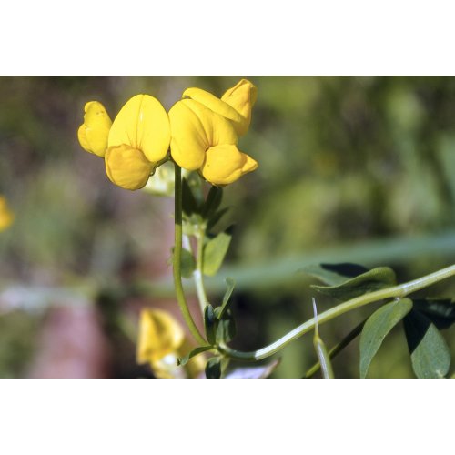 TRIGONELLA FOENUM GRAECUM tincture | Fenugreek...