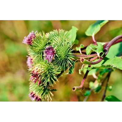 ARCTIUM LAPPA tintura | Bardana bio tintura madre per fitoterapia gocce o spray