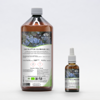 EUCALYPTUS GLOBULUS tincture | Southern Blue Gum organic...