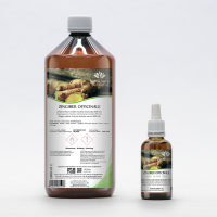 Ginger organic ayurvedic mother tincture drops or spray | ZINGIBER OFFICINALE BIO