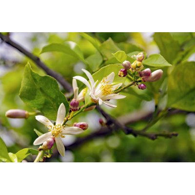 CITRUS LIMONUM gemmo | Lemon organic ayurvedic adaptogen young shoots extract as gemmotherapy drops or spray