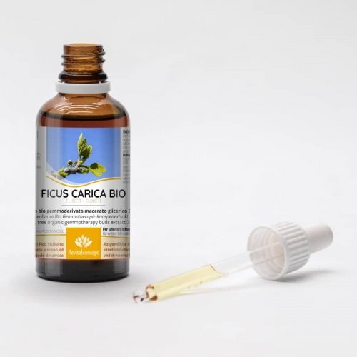 FICUS CARICA Gemmo | Feigenbaum Bio...