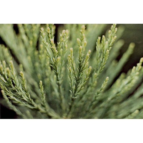 SEQUOIADENDRON GIGANTEUM gemmo | Giant Sequoia...