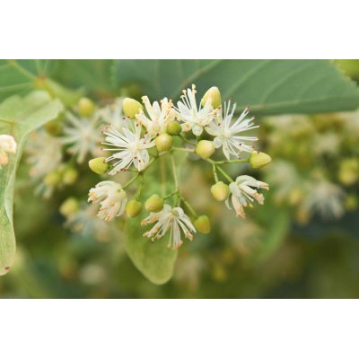 TILIA CORDATA gemmo | Tiglio Selvatico bio gemmoderivato macerato glicerico ayurvedico per gemmoterapia gocce o spray