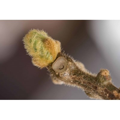 ACTINIDIA CHINENSIS | Golden Kiwitree buds extract according Dr. Pol Henry