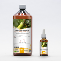 QUERCUS ROBUR gemmo | French Oak organic ayurvedic buds...