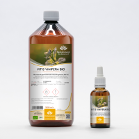 Red Grape Vine Tree organic gemmotherapy ayurvedic buds extract drops or spray | VITIS VINIFERA BIO