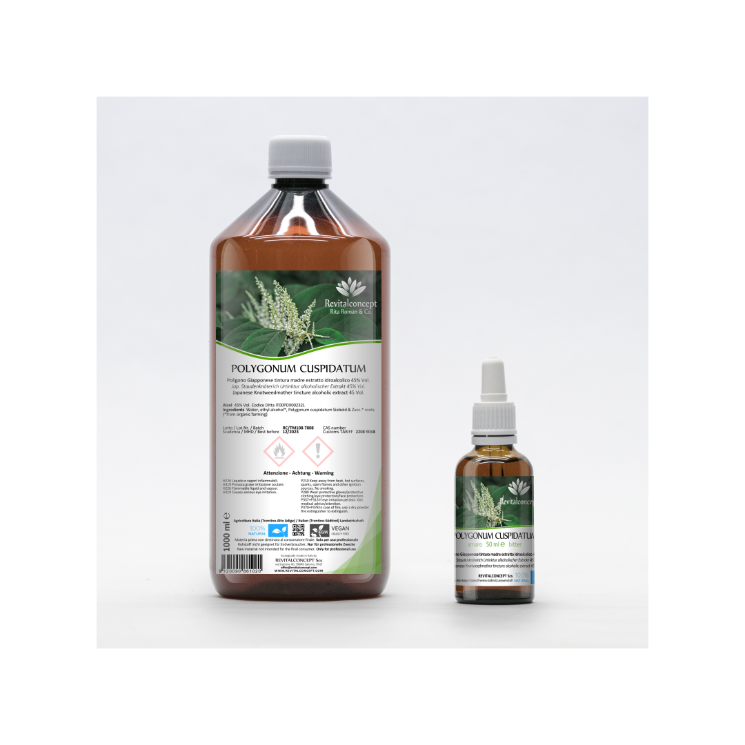 Japanese Knotweed organic mother tincture alcoholic extract